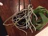 Emergency orchid rescue - only air roots-10be815f-7b03-432b-8fe0-36f2bc3f1f54-jpg