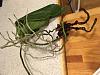 Emergency orchid rescue - only air roots-a5543831-613c-42c5-91c2-9efae3f8aa47-jpg