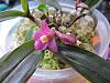 Dendrobium laevifolium in bloom-004-jpg