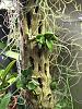 Cattleya cernua-soph-cernua-oct2015-jpg