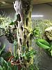 Cattleya cernua-soph-cernua-feb2016-jpg