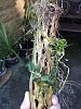 Cattleya cernua-soph-cernua-aug2016c-jpg