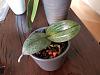 Phalaenopsis with patterned leaves-20160812_185448-jpg