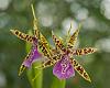 My blooms over the last month-_dsc7824_2016-08-23_7282-jpg