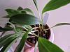 Masdevallias and humidity-001-jpg