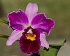 A few of my current blooms.-_dsc7967_2016-09-10_7410-jpg