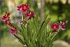 A few of my current blooms.-_dsc7972_2016-09-10_7415-jpg