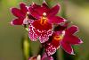 A few of my current blooms.-_dsc7973_2016-09-10_7416-jpg