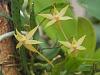 Angraecum cultriforme-dscn3037-jpg