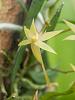 Angraecum cultriforme-dscn3039-jpg
