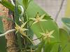 Angraecum cultriforme-dscn3042-jpg