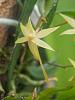 Angraecum cultriforme-dscn3045-jpg