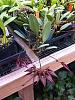 Bulbophyllium 'Crownpolnt' Rothschildiaium compact AM/AOS-image-jpg
