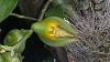 Catasetum Macrocaparpum &amp; reintroduction.-20160920_170901-jpg