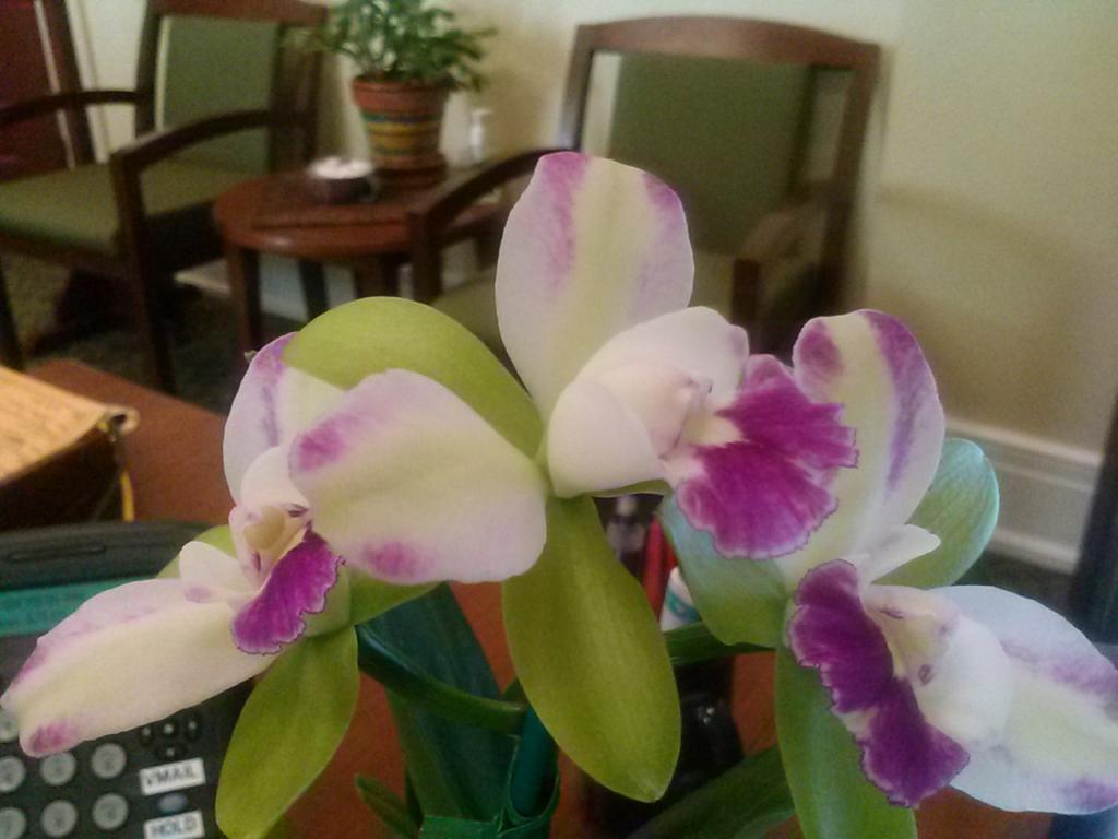 Blc. Yen Corona 'Green Genius'-blc-yen-corona-green-genius-jpg