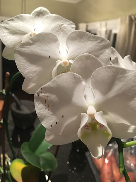 black spots on orchid flowers