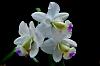 Usual bloom time for C. walkeriana?-cattleya-walkeriana-semi-alba-kenny-am-jpg