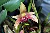 Bulbophyllum lobbii var sulawesii-_mg_5202-jpg