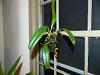 OK to hang Bulbophyllum free floating by fishing string?-dscn3612-jpg