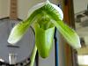 Lady Slipper Bloom!:)-dscn3659-jpg