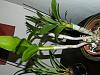 is This  Dendrobium phalaenopsis?-dscn3678-jpg