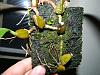 Bulbophyllum medusa overgrowing mount?-dscn3673-jpg