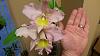 Blc. Momilani Rainbow 'The Gypsy'-20161128_155910-jpg