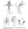 Deflasking Habenaria Medusa cross-habenaria-parviflora-jpg