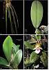 Trichocentrum, Lophiaris, oncidium ??-lophiaris-jpg