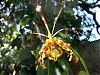 The Butterfly Is Back!-psychopsis-butterfly-papilio-sandarae-jpg