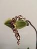 Bought a Sequential blooming Paphiopedilum without a name tag.-paph1-jpg