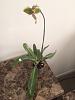 Bought a Sequential blooming Paphiopedilum without a name tag.-paph2-jpg