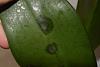 Black, wet spots on Phal leaves after re-potting - Help!-dsc_0246-jpg