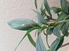 Do I start watering kingianum if expecting buds?-image-jpg