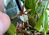 Tiny little guy from the orchid show-wp_20170206_15_19_35_pro-jpg