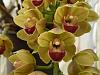 Pendant Cymbidiums-cym-drews-delight-dscn2606-jpg