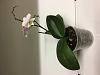 My Phalaenopsis orchid with terminal spike-img_3472-jpg