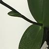 My Phalaenopsis orchid with terminal spike-img_3474-jpg