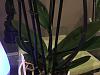 Disappointed with new Phal!-img_3740-jpg