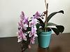 My alt=.00 mini phal @ Lowes-img_2964-jpg