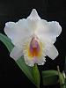 Cattleya quadricolor-cquadricolorimg_5320-jpg