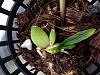 Yellowing leaves on Oncidium-img_8606-jpg