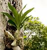 Unidentified rescued Catasetum-dsc03260-orchid-catasetum-maculatum-flower-bud-unmarked-share-jpg