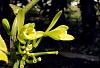 What's blooming today.-dsc03356-vanilla-planifolia-unmarked-share-jpg