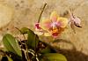 What's blooming today.-dsc03475-miniature-phal-unmarked-share-jpg