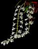 Dendrobium cretaceum x sibling-dendrobium-cretaceum-sibling-jpg