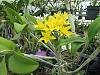 Guarianthe (formerly Cattleya) aurantiaca, var flavum-guarianthe-aurantiaca-var-flavum-img_1779-jpg