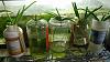 Vandas in Vases in Low Humidity-secavasevandas201507-jpg