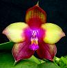 Phalaenopsis Dragon Tree Eagle-orchids-phalaenopsis-dragon-tree-eagle-001-jpg