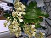 What are good orchids for beginners?-20170309_112255-jpg